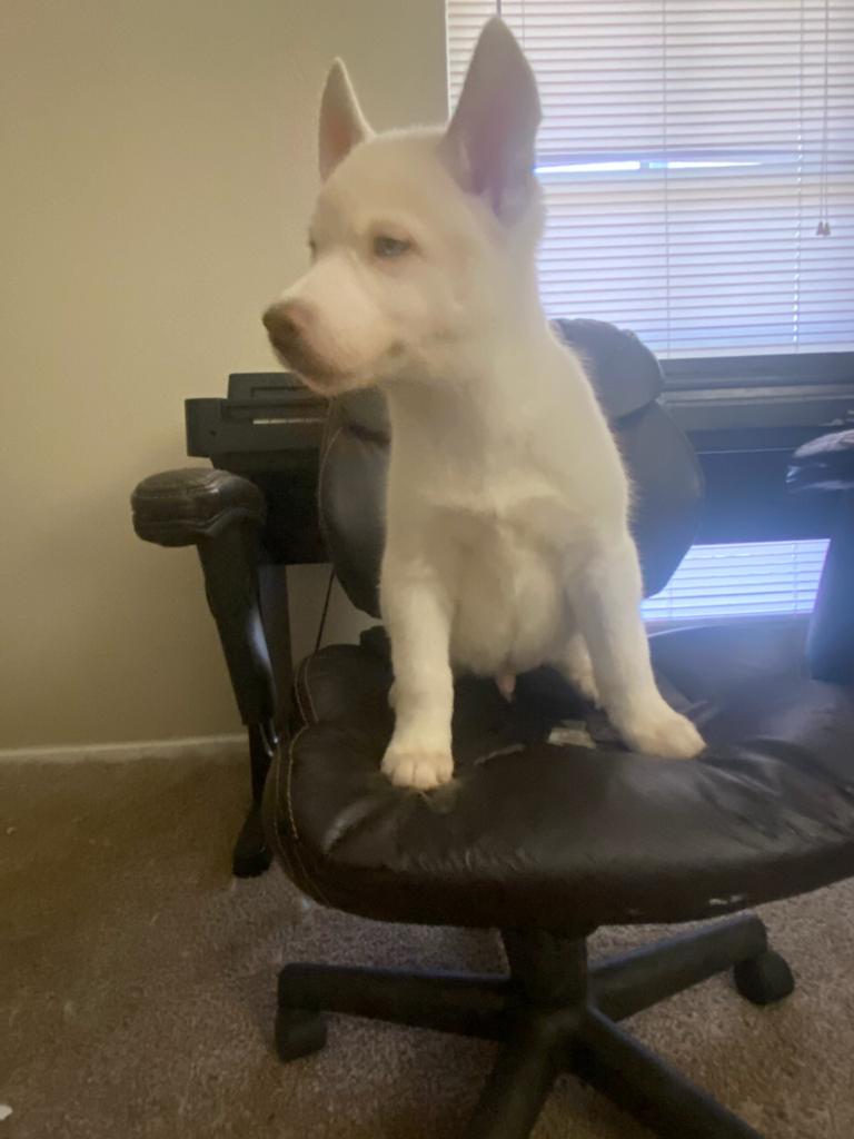 Duke 13 Weeks Old Male Siberian Husky Puppy for Sale at Alvarado Huskies